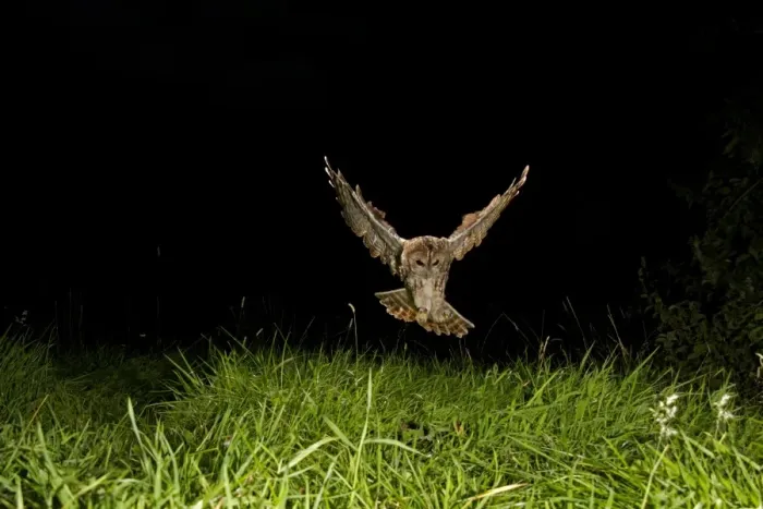 Framed Print : Tawny Owl (Strix aluco) adult, in flight, hunting at night, Shropshire, England, August Framed Print : Tawny Owl (Strix aluco) adult, in flight, hunting at night, Shropshire, England, August