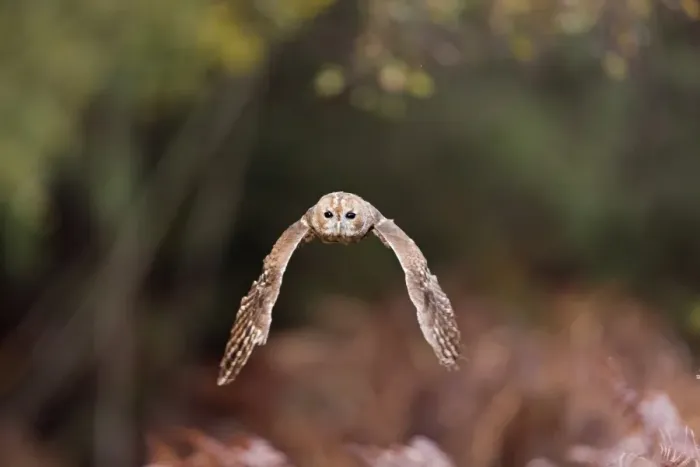 Framed Print : Tawny Owl (Strix aluco) adult, in flight, Suffolk, England, November (captive) Framed Print : Tawny Owl (Strix aluco) adult, in flight, Suffolk, England, November (captive)