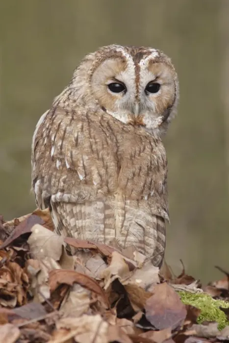 Framed Print : Tawny Owl (Strix aluco) adult male, looking over shoulder, standing amongst fallen beech leaves on woodland floor