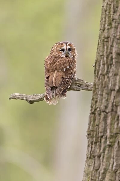 Tawny Owl (Strix aluco) adult, perched on branch, Suffolk, England, May (captive)