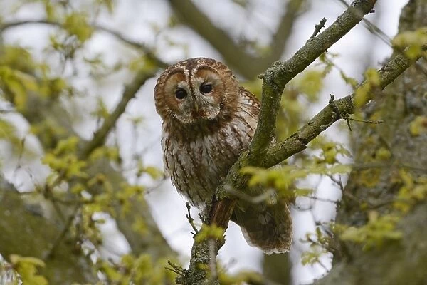 Tawny Owl (Strix aluco) adult, perched on branch in oak tree during daylight, Norfolk, England, May
