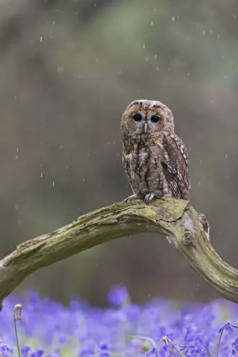 Framed Print : Tawny Owl (Strix aluco) adult, perched on fallen branch amongst Bluebell (Hyacinthoides non-scripta)