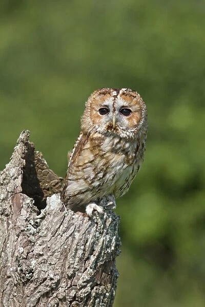 Tawny Owl (Strix aluco) adult, perched on hollow tree stump, July (captive)
