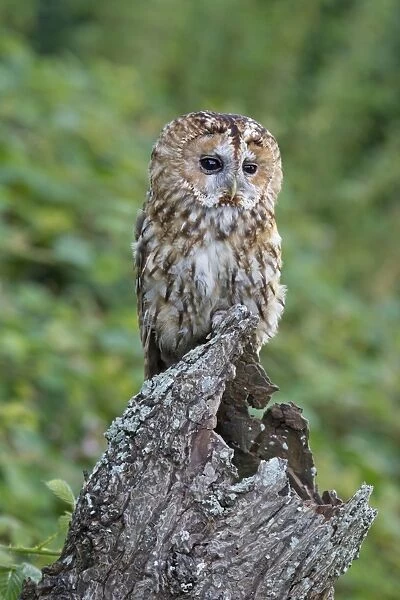 Tawny Owl (Strix aluco) adult, perched on hollow tree stump, August (captive)