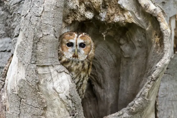 Framed Print : Tawny Owl (Strix aluco) adult, perched in hollow tree, Suffolk, England, May (captive) Framed Print : Tawny Owl (Strix aluco) adult, perched in hollow tree, Suffolk, England, May (captive)