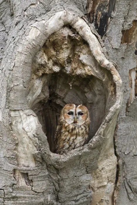 Framed Print : Tawny Owl (Strix aluco) adult, perched in hollow tree, Suffolk, England, May (captive) Framed Print : Tawny Owl (Strix aluco) adult, perched in hollow tree, Suffolk, England, May (captive)