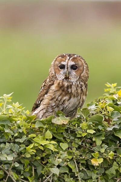 Tawny Owl (Strix aluco) adult, perched on ivy covered wall, Suffolk, England, May (captive)