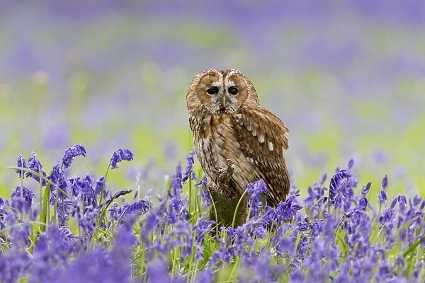 Tawny Owl (Strix aluco) adult, perched on log amongst Bluebell (Hyacinthoides non-scripta) flowers, Suffolk, England