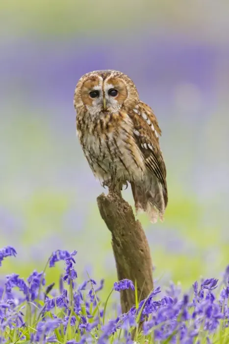 Framed Print : Tawny Owl (Strix aluco) adult, perched on log amongst Bluebell (Hyacinthoides non-scripta) flowers, Suffolk, England