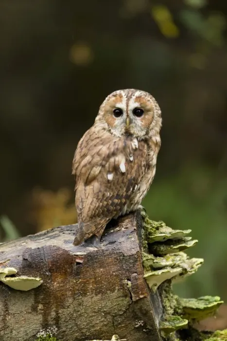 Framed Print : Tawny Owl (Strix aluco) adult, perched on log with bracket fungi, Suffolk, England, October (captive)