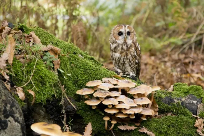 Framed Print : Tawny Owl (Strix aluco) adult, perched on mossy log with Sulphur Tuft Fungi (Hypholoma fasciculare), Suffolk, England Framed Print : Tawny Owl (Strix aluco) adult, perched on mossy log with Sulphur Tuft Fungi (Hypholoma fasciculare), Suffolk, England