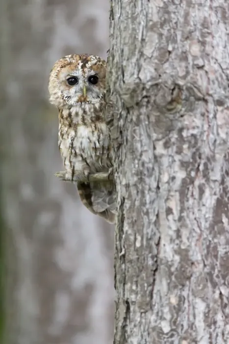 Framed Print : Tawny Owl (Strix aluco) adult, perched against pine trunk, England, August (captive) Framed Print : Tawny Owl (Strix aluco) adult, perched against pine trunk, England, August (captive)