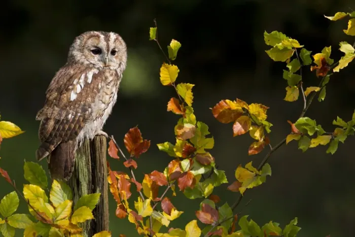 Framed Print : Tawny Owl (Strix aluco) adult, perched on post amongst autumn beech leaves, Peak District, Derbyshire, England, november (captive) Framed Print : Tawny Owl (Strix aluco) adult, perched on post amongst autumn beech leaves, Peak District, Derbyshire, England, november (captive)
