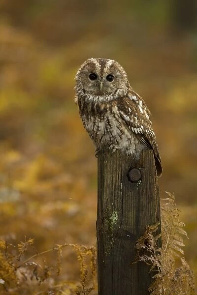 Tawny Owl (Strix aluco) adult, perched on post amongst ferns in woodland, South Yorkshire, England