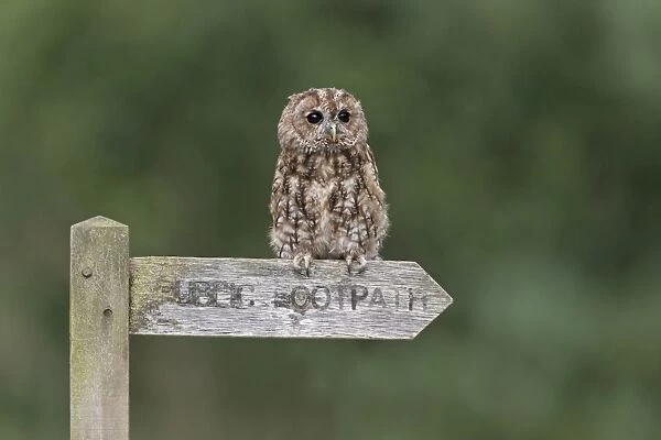 Tawny Owl (Strix aluco) adult, perched on Public Footpath sign, September (captive)