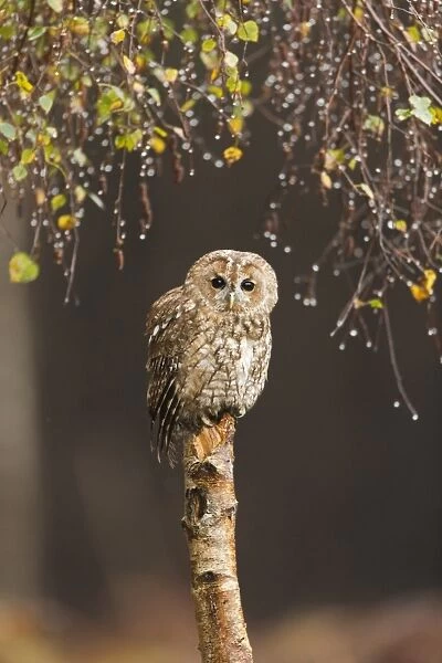 Tawny Owl (Strix aluco) adult, perched on Silver Birch (Betula pendula) stump under raindrop laiden canopy, Suffolk