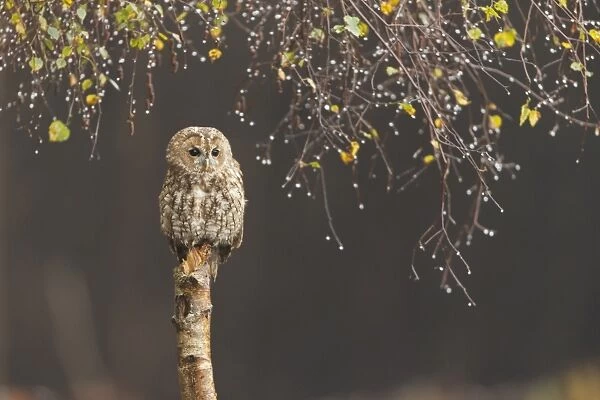 Tawny Owl (Strix aluco) adult, perched on Silver Birch (Betula pendula) stump under raindrop laiden canopy, Suffolk