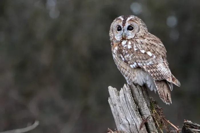 Framed Print : Tawny Owl (Strix aluco) adult, perched on stump, Gloucestershire, England, january (captive) Framed Print : Tawny Owl (Strix aluco) adult, perched on stump, Gloucestershire, England, january (captive)