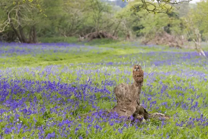 Framed Print : Tawny Owl (Strix aluco) adult, perched on stump amongst Bluebell (Hyacinthoides non-scripta) flowers, Suffolk, England Framed Print : Tawny Owl (Strix aluco) adult, perched on stump amongst Bluebell (Hyacinthoides non-scripta) flowers, Suffolk, England