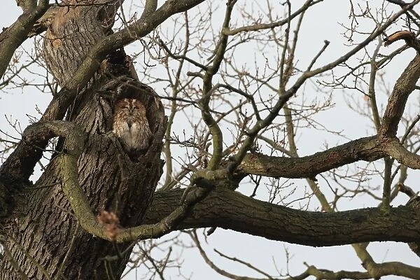 Tawny Owl (Strix aluco) adult, roosting at hole in oak tree, Christchurch Park, Ipswich, Suffolk, England, January