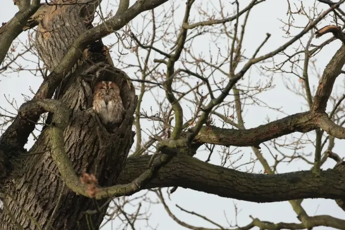Framed Print : Tawny Owl (Strix aluco) adult, roosting at hole in oak tree, Christchurch Park, Ipswich, Suffolk, England, January