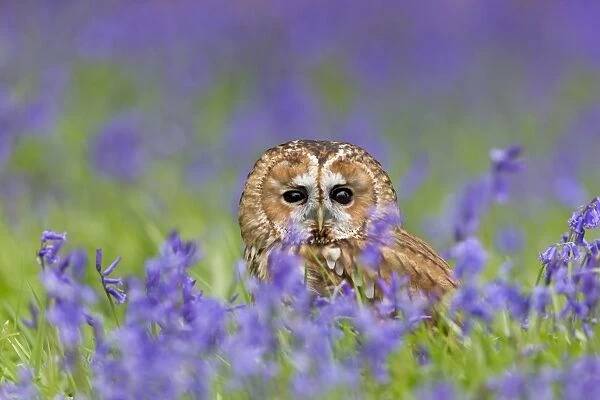 Tawny Owl (Strix aluco) adult, standing on ground amongst Bluebell (Hyacinthoides non-scripta) flowers, Suffolk