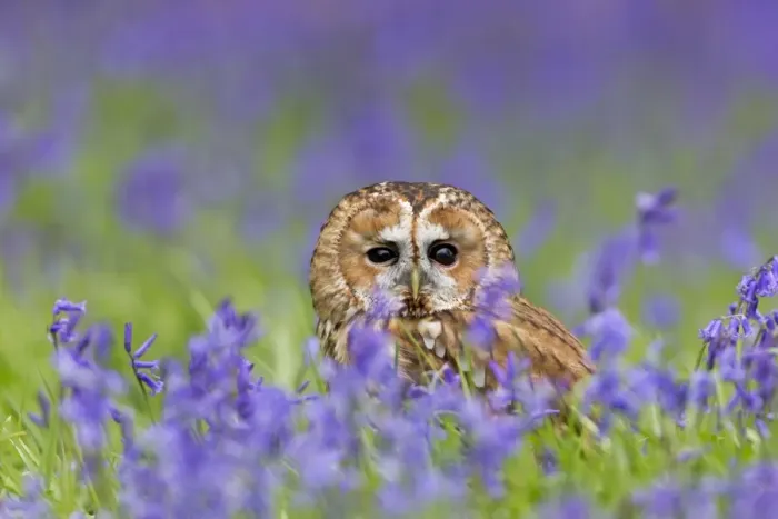 Framed Print : Tawny Owl (Strix aluco) adult, standing on ground amongst Bluebell (Hyacinthoides non-scripta) flowers, Suffolk Framed Print : Tawny Owl (Strix aluco) adult, standing on ground amongst Bluebell (Hyacinthoides non-scripta) flowers, Suffolk
