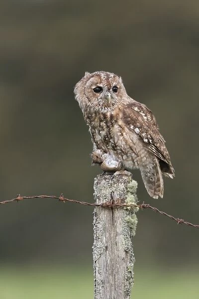 Tawny Owl (Strix aluco) adult, with Wood Mouse (Apodemus sylvaticus) prey in talons, perched on fencepost
