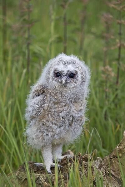 Tawny Owl (Strix aluco) chick, standing on stump, may (captive)