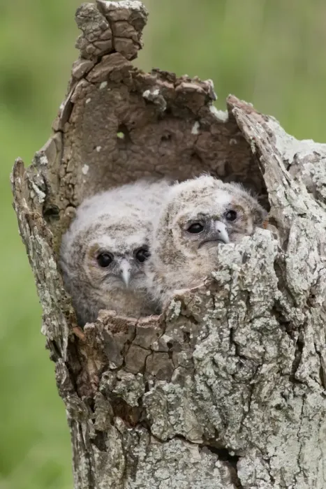 Framed Print : Tawny Owl (Strix aluco) two chicks, huddled together in hollow tree, Suffolk, England, May (captive)