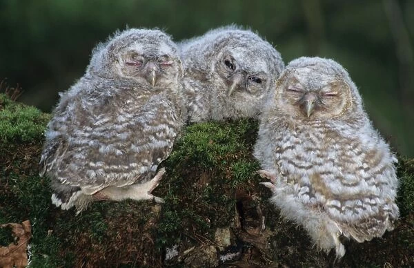 Tawny Owl (Strix aluco) three chicks, sitting on log, Hampshire, England