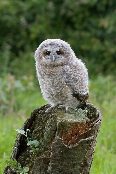 Tawny Owl (Strix aluco) fledgling chick, standing on stump, Suffolk, England, may