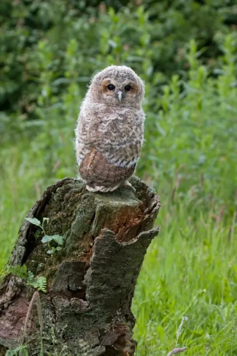 Framed Print : Tawny Owl (Strix aluco) fledgling chick, standing on stump, Suffolk, England, may