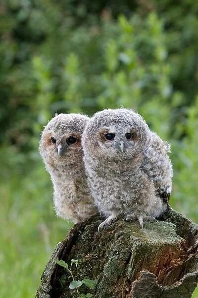 Tawny Owl (Strix aluco) two fledgling chicks, standing on stump, Suffolk, England, may