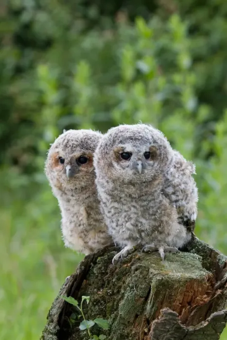 Framed Print : Tawny Owl (Strix aluco) two fledgling chicks, standing on stump, Suffolk, England, may Framed Print : Tawny Owl (Strix aluco) two fledgling chicks, standing on stump, Suffolk, England, may