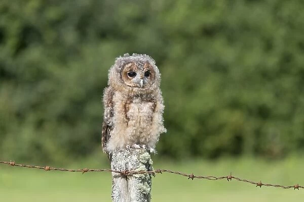 Tawny Owl (Strix aluco) juvenile, perched on fencepost, August (captive)