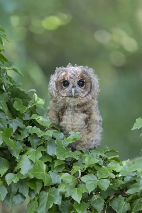Framed Print : Tawny Owl (Strix aluco) juvenile, perched amongst ivy, August (captive) Framed Print : Tawny Owl (Strix aluco) juvenile, perched amongst ivy, August (captive)