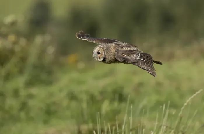 Framed Print : Tawny Owl (Strix aluco) juvenile, in flight, South Yorkshire, England, August Framed Print : Tawny Owl (Strix aluco) juvenile, in flight, South Yorkshire, England, August