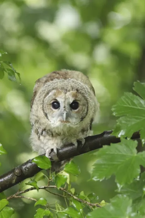 Framed Print : Tawny Owl (Strix aluco) juvenile, first year male, perched on Sycamore (Acer pseudoplatanus) branch, after rain shower Framed Print : Tawny Owl (Strix aluco) juvenile, first year male, perched on Sycamore (Acer pseudoplatanus) branch, after rain shower