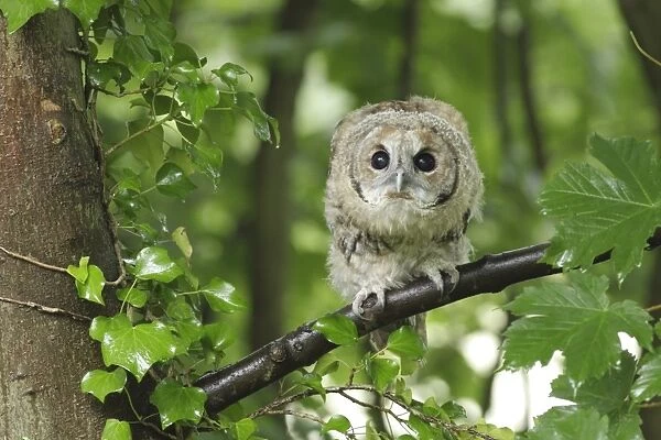 Tawny Owl (Strix aluco) juvenile, first year male, perched on Sycamore (Acer pseudoplatanus) branch, after rain shower