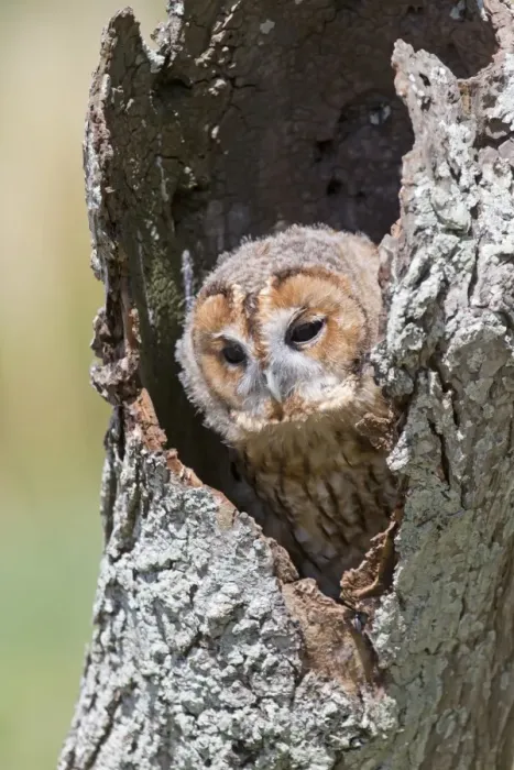 Framed Print : Tawny Owl (Strix aluco) juvenile, perched in hollow tree trunk, England, August (captive) Framed Print : Tawny Owl (Strix aluco) juvenile, perched in hollow tree trunk, England, August (captive)