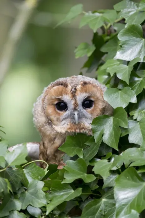 Framed Print : Tawny Owl (Strix aluco) juvenile, perched amongst ivy, England, August (captive) Framed Print : Tawny Owl (Strix aluco) juvenile, perched amongst ivy, England, August (captive)