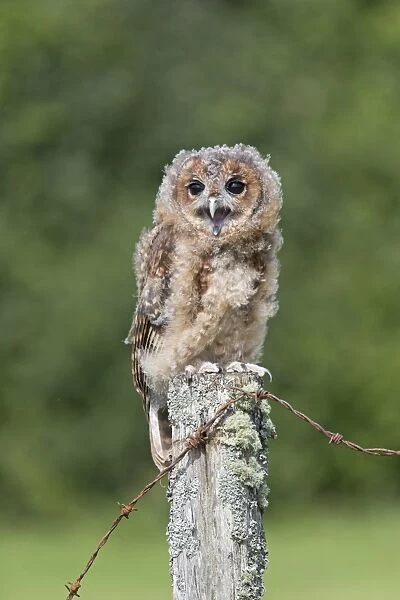 Tawny Owl (Strix aluco) juvenile, calling, perched on fencepost, August (captive)
