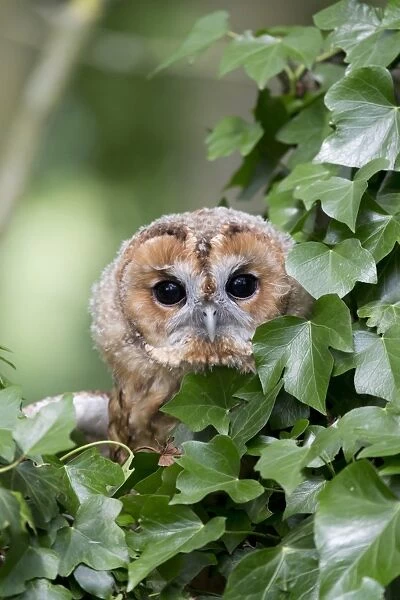 Tawny Owl (Strix aluco) juvenile, perched amongst ivy, England, August (captive)