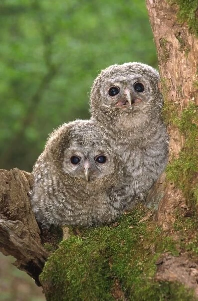 Tawny Owl (Strix aluco) two young in tree, Berkshire, England