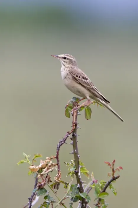 Framed Print : Tawny Pipit (Anthus campestris) adult, perched on wild rose bush, Bulgaria, may Framed Print : Tawny Pipit (Anthus campestris) adult, perched on wild rose bush, Bulgaria, may