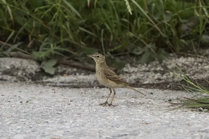 Framed Print : Tawny Pipit - Bulgaria Framed Print : Tawny Pipit - Bulgaria