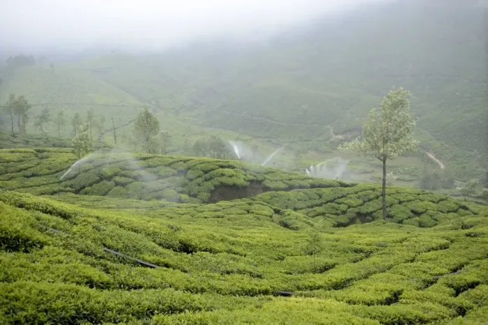 Framed Print : Tea (Camellia sinensis) crop, with irrigator system watering plantation during misty weather, Munnar, Idukki District Framed Print : Tea (Camellia sinensis) crop, with irrigator system watering plantation during misty weather, Munnar, Idukki District