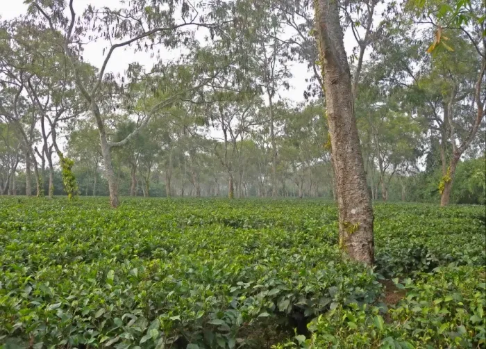 Framed Print : Tea (Camellia sinensis) crop, plantation with shade trees, near Kaziranga, Assam, India, january Framed Print : Tea (Camellia sinensis) crop, plantation with shade trees, near Kaziranga, Assam, India, january