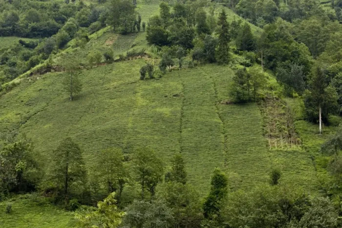 Framed Print : Tea (Camellia sinensis) crop, plantation on steep slope, Firtina Valley, Pontic Mountains, Anatolia, Turkey, July Framed Print : Tea (Camellia sinensis) crop, plantation on steep slope, Firtina Valley, Pontic Mountains, Anatolia, Turkey, July